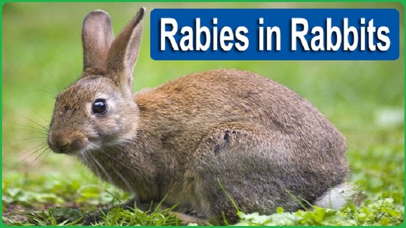 How Rabies Affects Rabbits Symptoms Causes and Veterinary Care ...