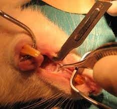 Radiofrequency Scalpel Market Analysis and Industry Forecast