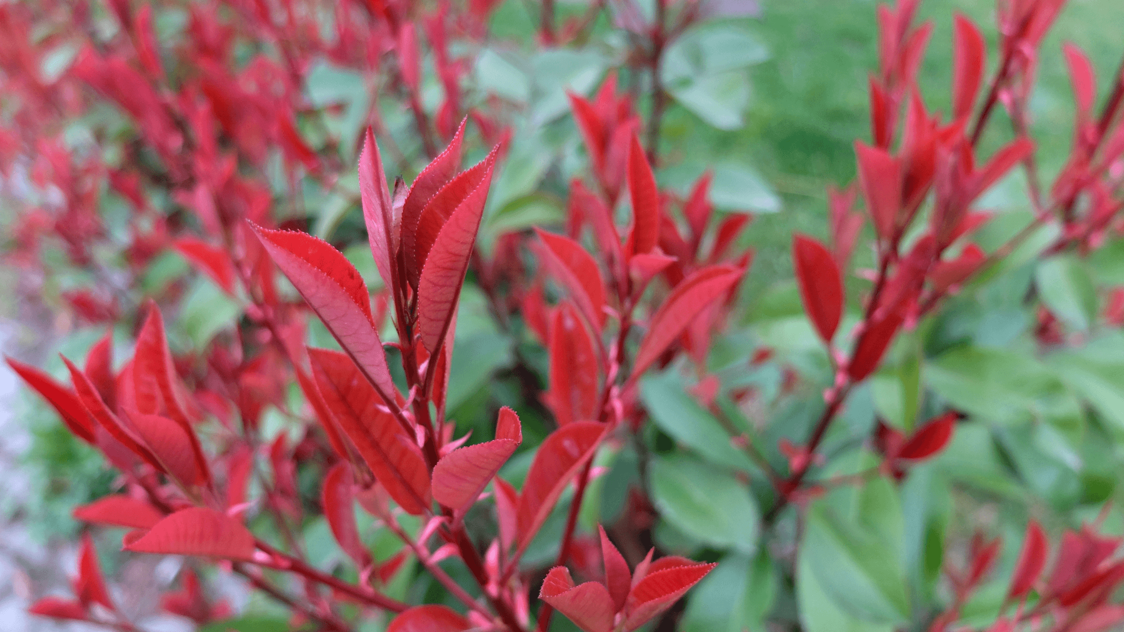 What Is the Red Robin Plant Used For?