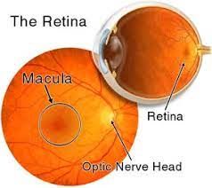 Retinal Disorders Treatment Market Forecast to 2028

