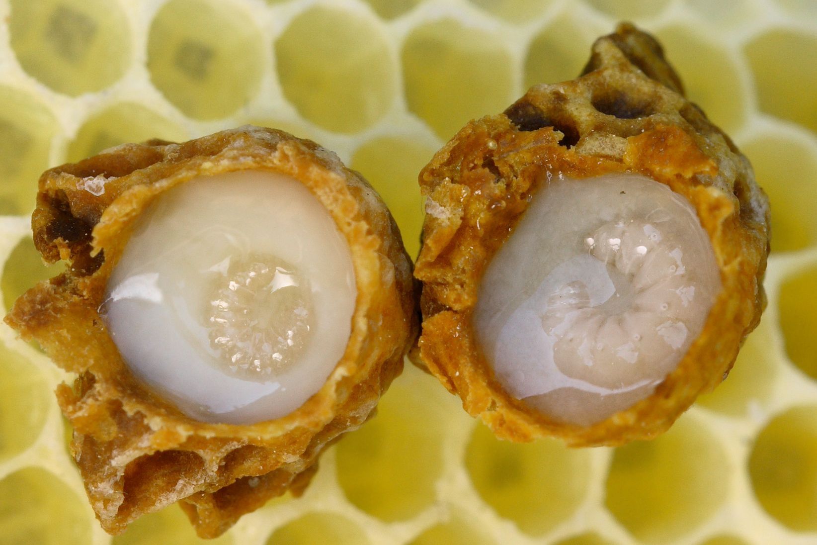Royal Jelly Market Key Players & Latest Trades Report to 2028