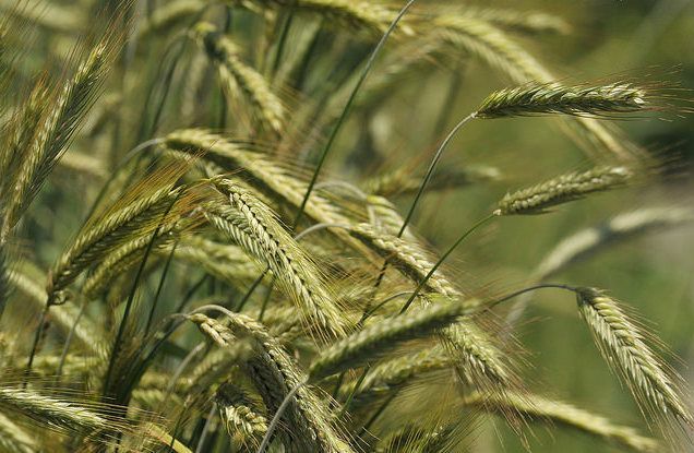 Global Rye Market Share and Growth Analysis Report Till 2028