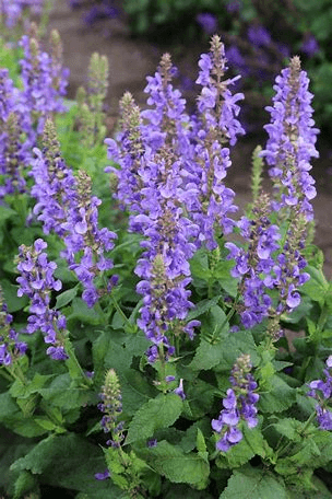 Salvia Market 2022 Demand, Global Research Report to 2028