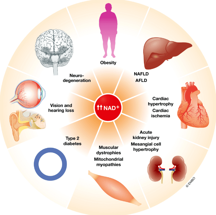 Boosting Your Nad+ Levels Is a Miracle Anti-Aging | a Must