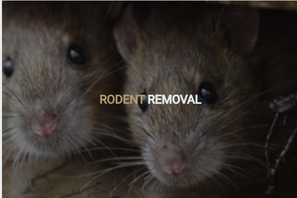 Pest Control Services That Help Protect Homes and Businesses
