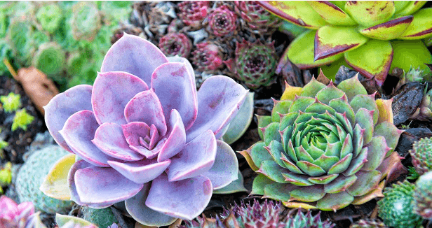 Exploring Diverse Options For Embracing Succulent Gardens