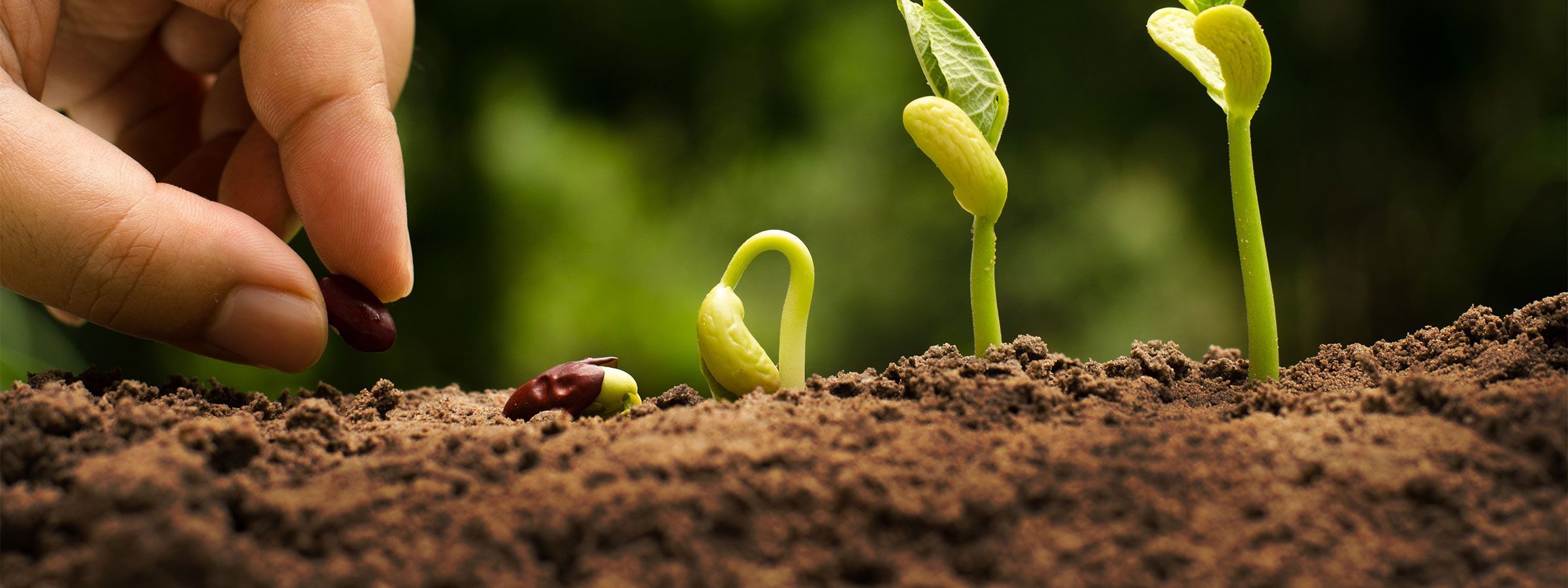 Seed Biostimulants Market 2022: Covid-19 Impact Analysis, 2028