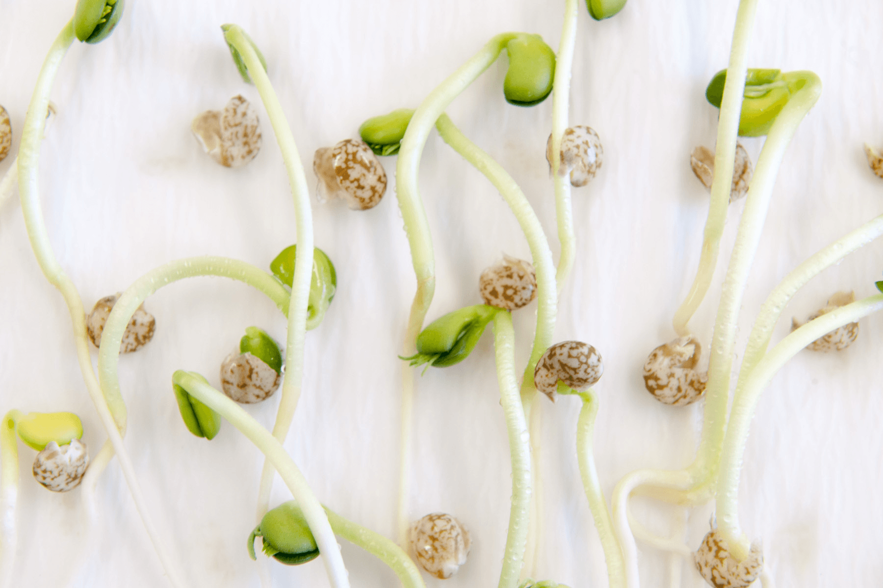 Seed Testing Services Market Growth Analysis Report to 2028