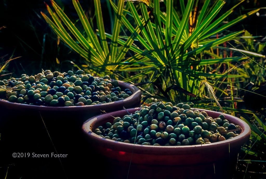 Saw Palmetto Berries Market Size to Hit New Profit-Making 2033