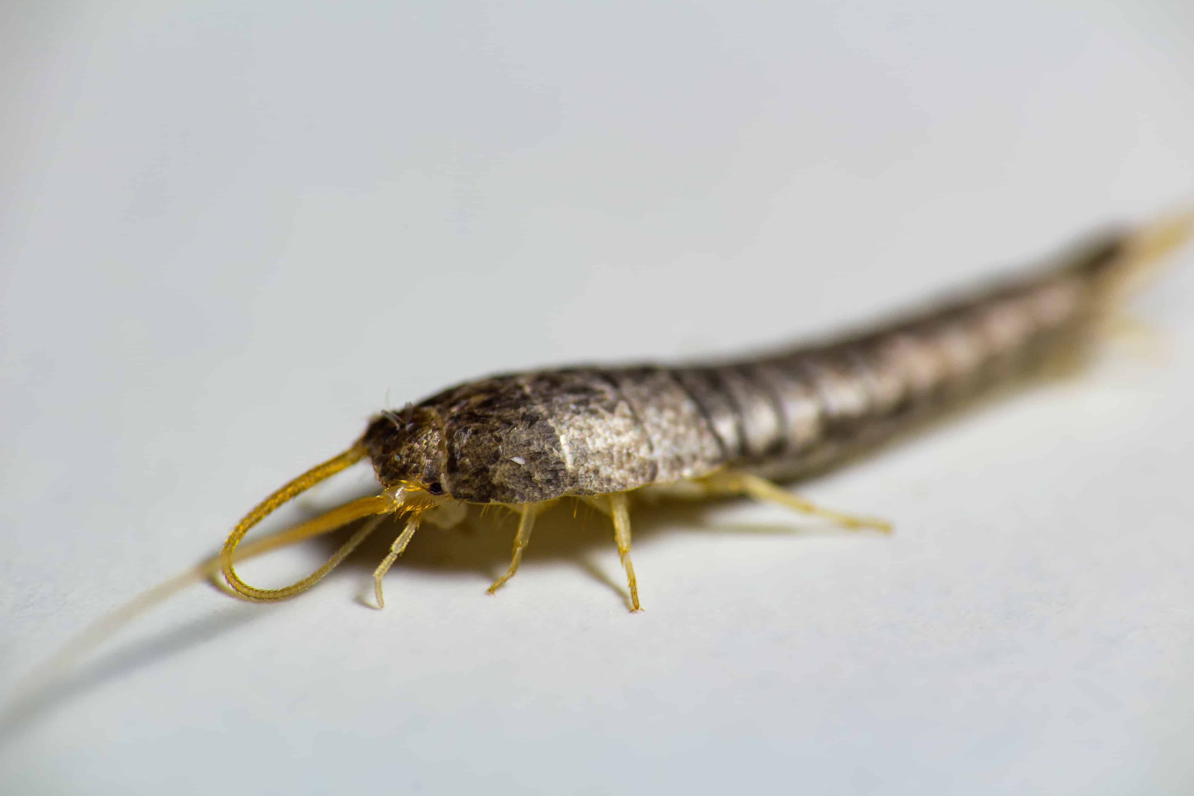 Get Rid of Silverfish With Our Professional Pest Control Service 