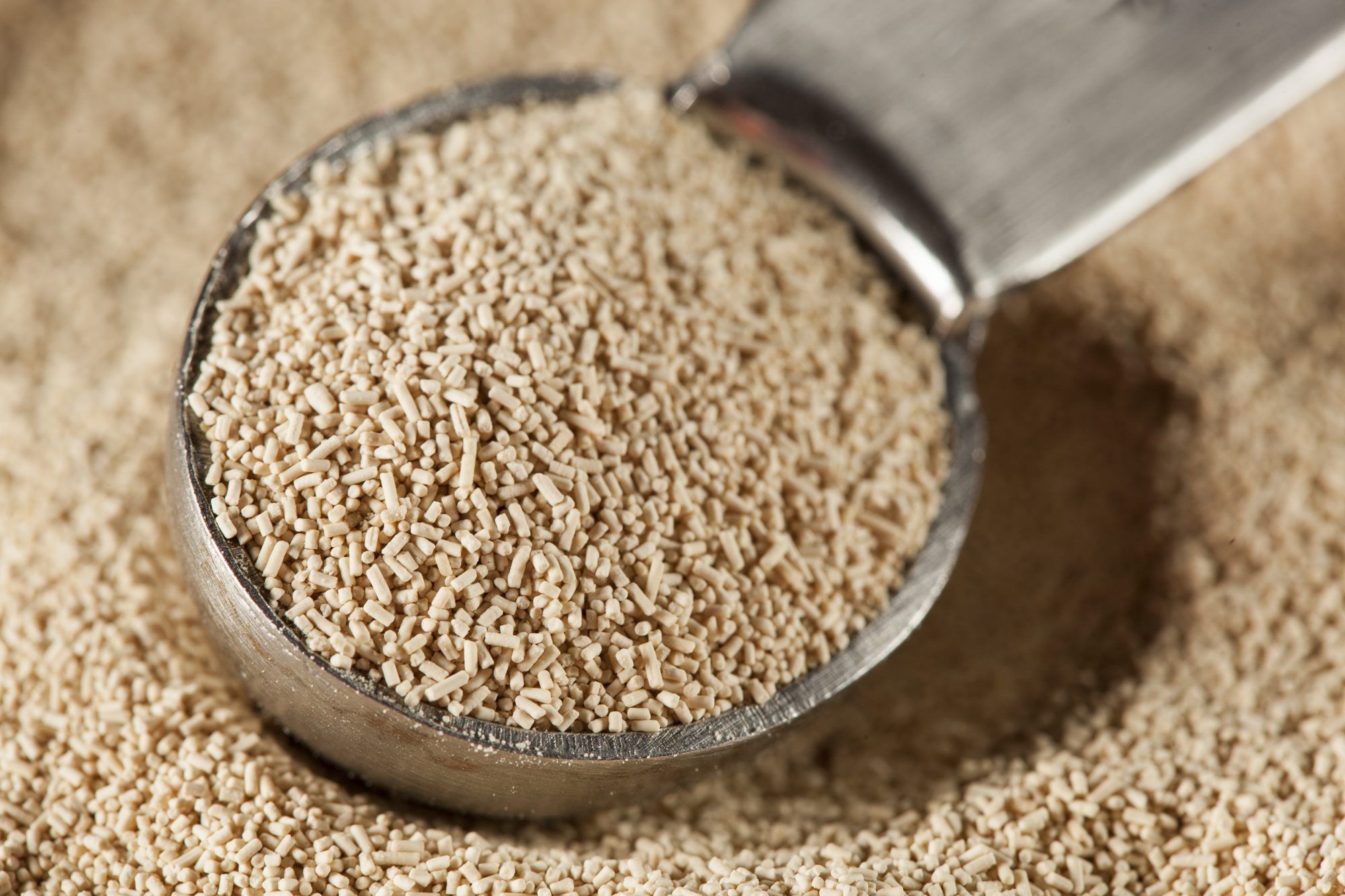 Specialty Yeast Market | Global Industry Analysis, Size