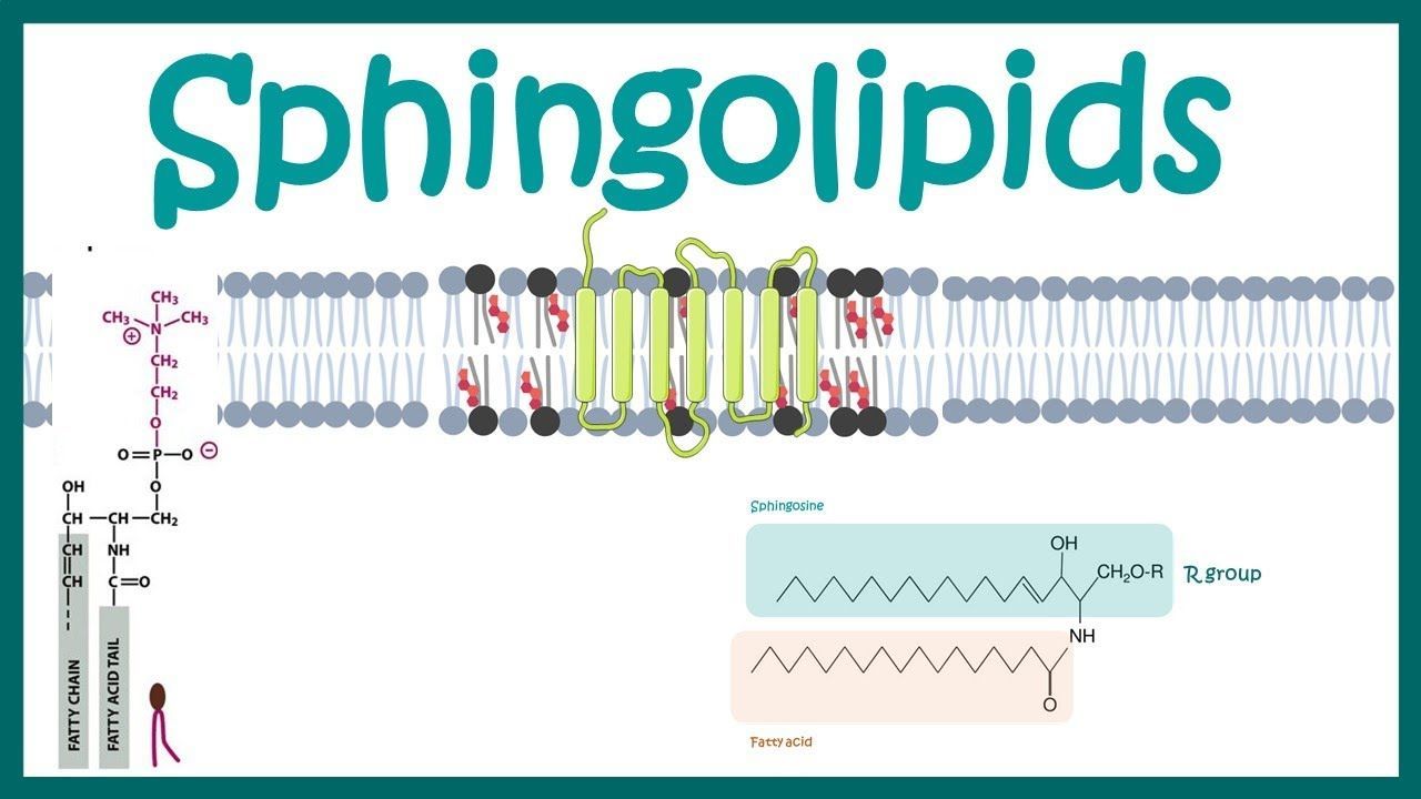 Sphingolipids Market Report, Latest Trends, Industry Opportunity 