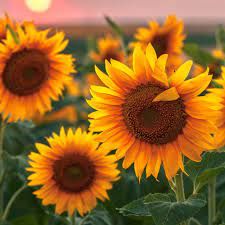 Packaged Sunflower Seeds Market Share, Key Players Report