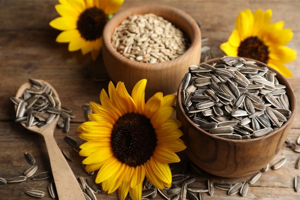 Sunflower Seeds Market Size, Growth, Insights and Forecast 
