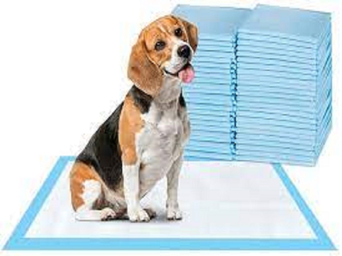 Super Absorbent Pet Pad Market Size, Forecast to 2028
