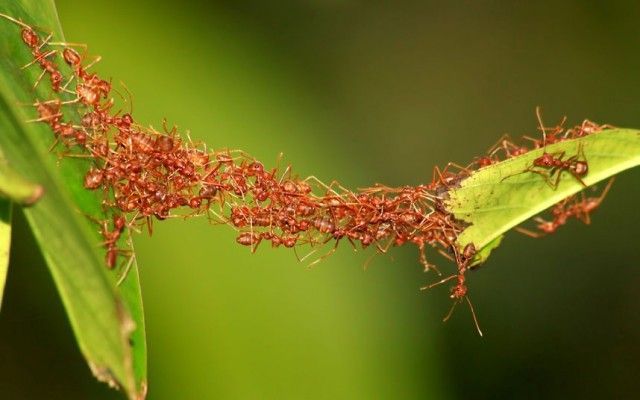 Swarm Intelligence Market 2020 Market Size Report to 2028