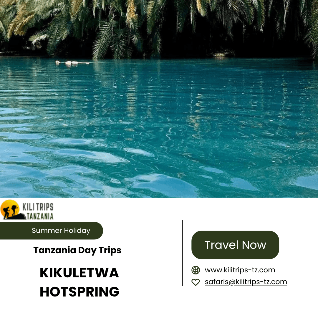 Tanzania Day Trips: Explore Wildlife, Culture, and Nature in One Day