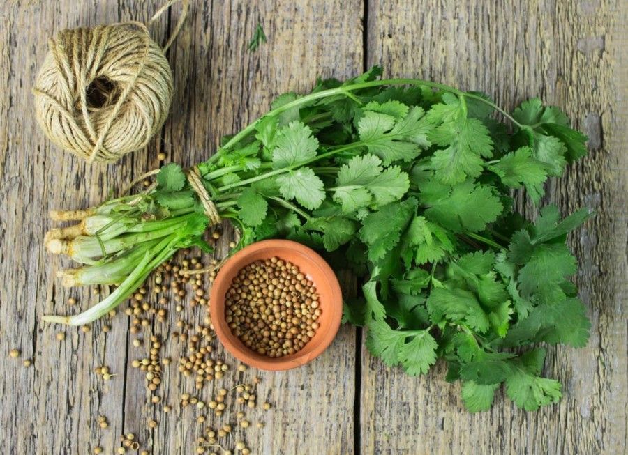 The Health Benefits of Coriander Seeds Are Numerous