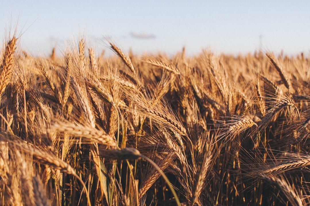 Cover Crops Market 2017-2027: Regional Analysis and Forecast