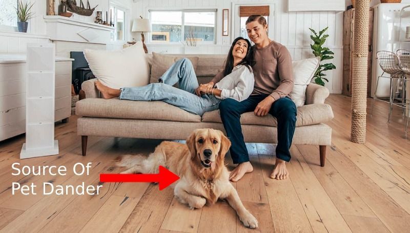 Top-Rated True Hepa Air Purifiers for Pet Dander Allergies  2023