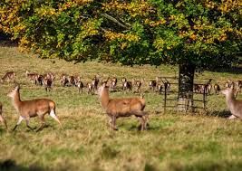 Top Deer-Spotting Locations in Autumn: A Wildlife Enthusiast’s Guide