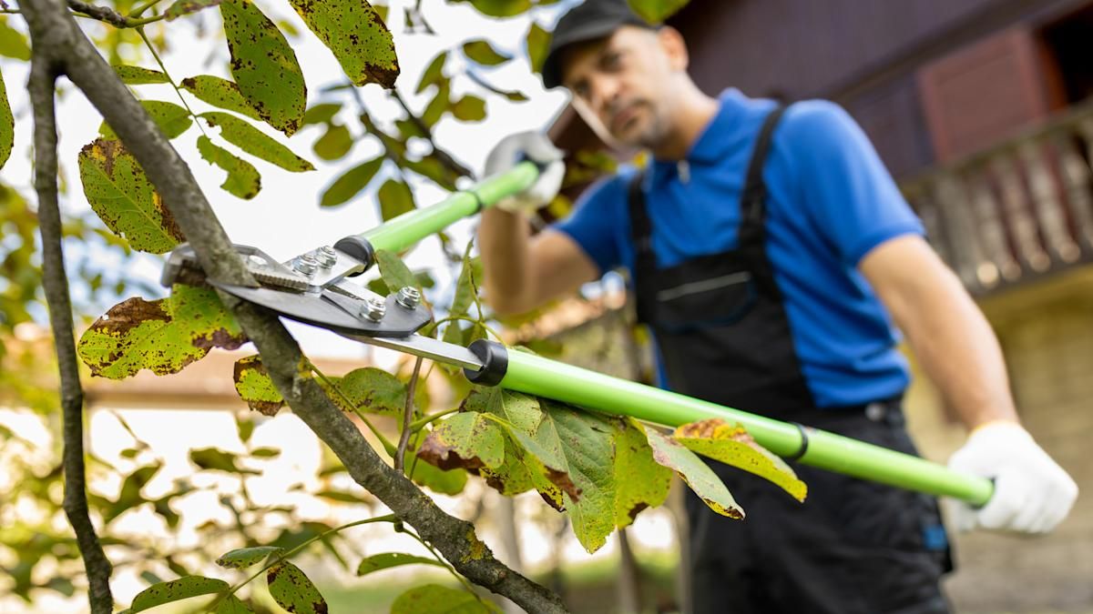 Benefits of Professional Tree Trimming & Pruning near me Services
