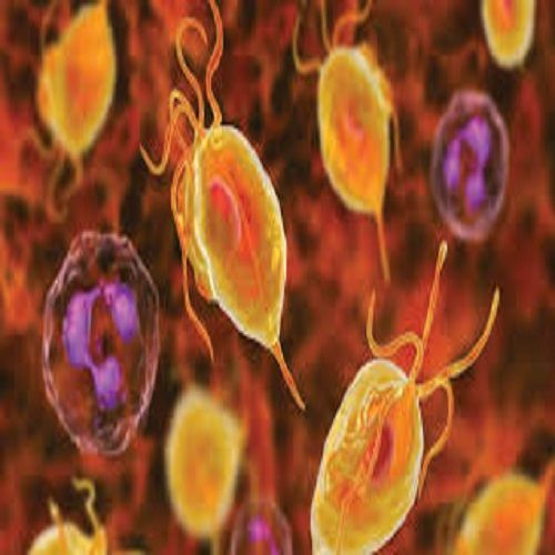 Impact of Covid-19 Trichomonas Rapid Testing Market Report 2022 
