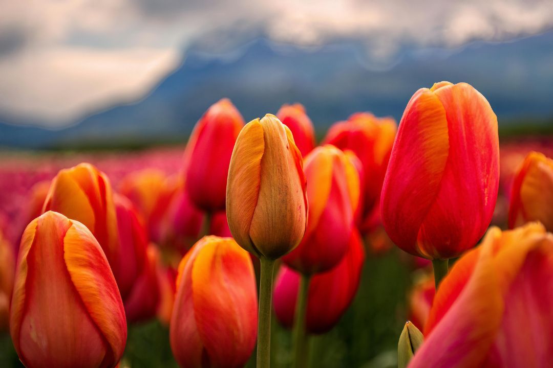 The Flower of Hope: Symbolizing Resilience and Optimism