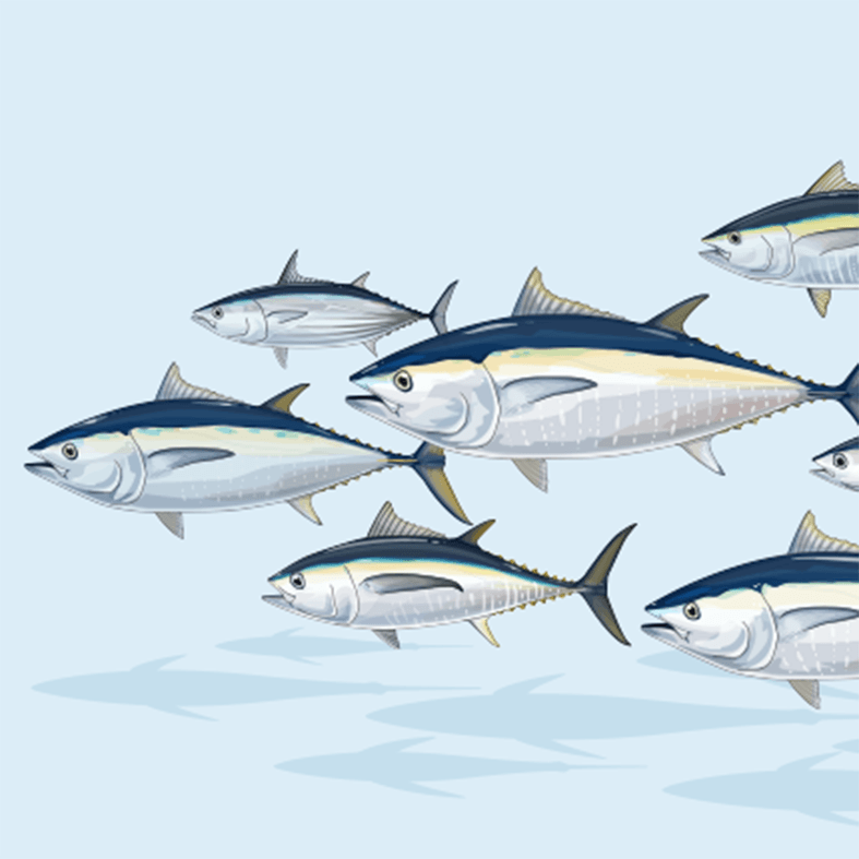 Tuna Fish Market Demand Vast Evolution and Forecast 2023-2030