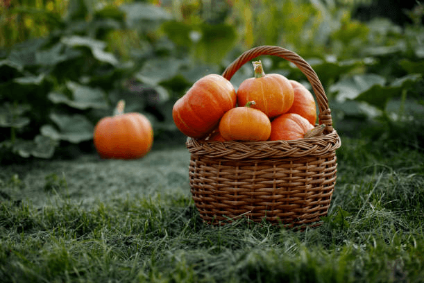 Pumpkin Has Amazing Health Benefits for Men