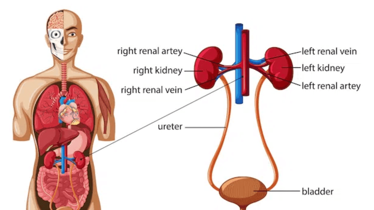 Organ System