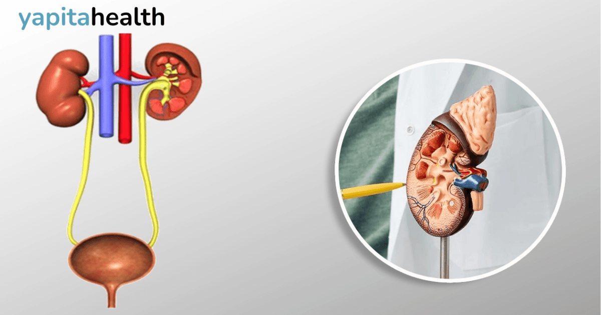Urology Treatment in Addis Ababa: Advanced Urological Care & Specialists | Yapita Health