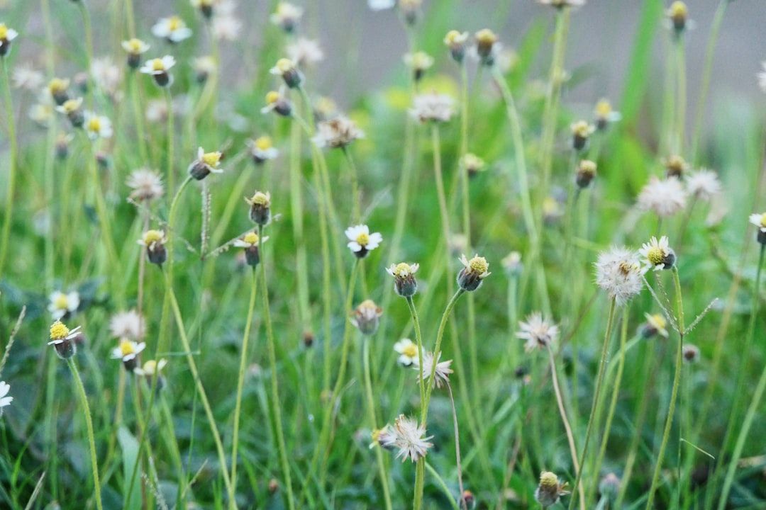 Aquatic Herbicides Market - Analysis, Share, Trends, Demand, Size