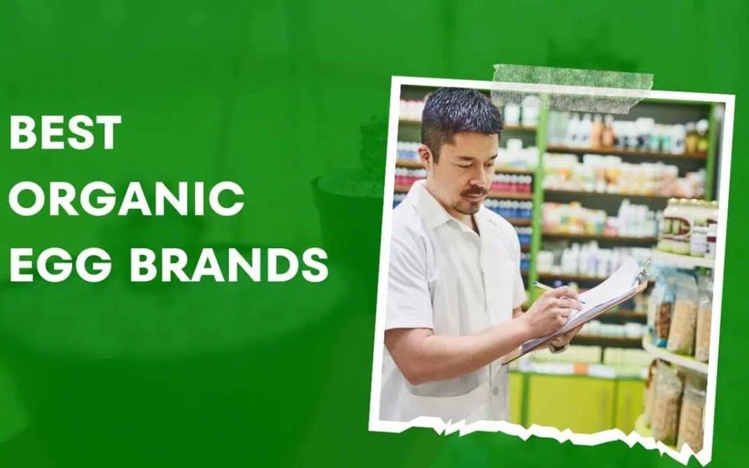 Eggcellence: Discovering the Best Organic Egg Brands