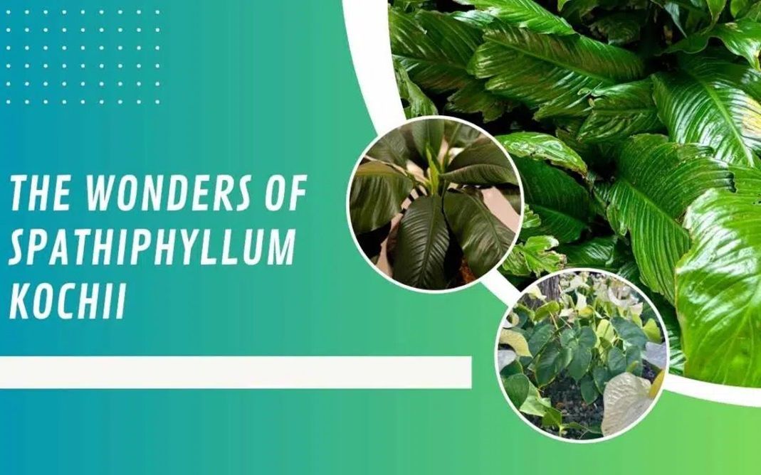 The Wonders of Spathiphyllum Kochii