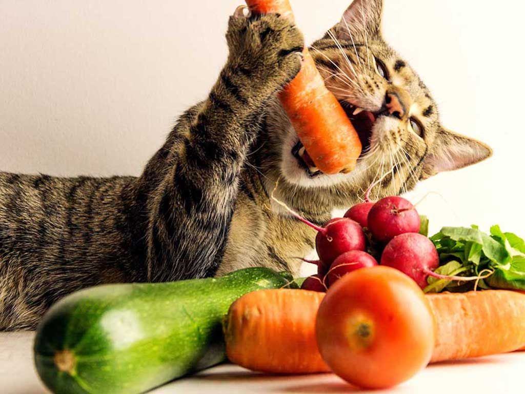 Vegan Cat Food Market Share, Size Report to 2028