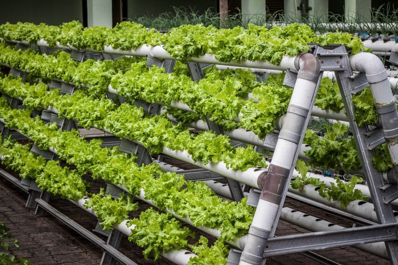 Vertical Farming Market Overview 2021–2028