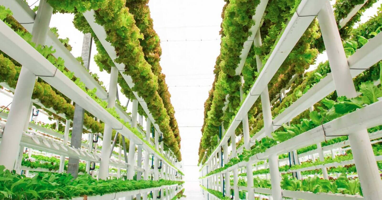 Vertical Farming Market Key Players & Forecast Report to 2028