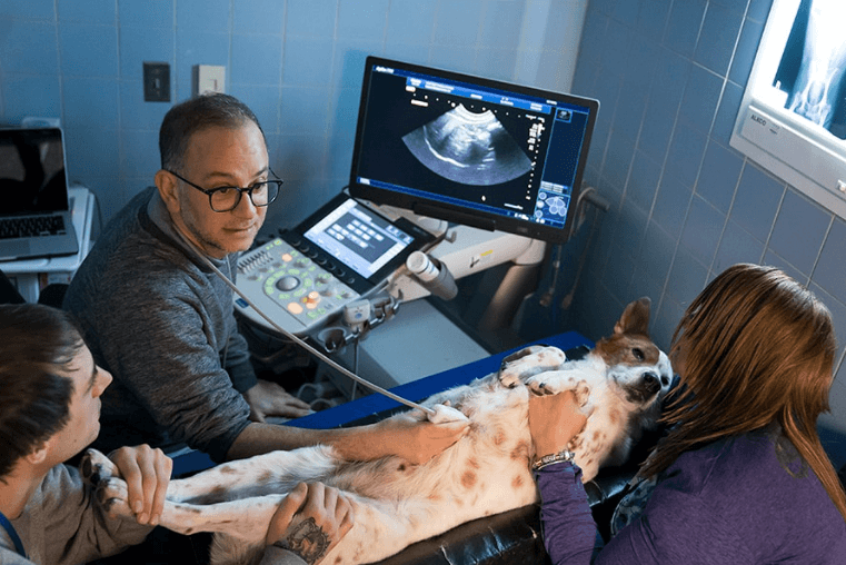PACS in Veterinary Imaging | Pet Radiology