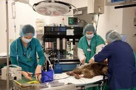 Veterinary Anesthesia Drugs Market Trends and Forecast Report