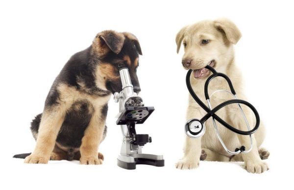 Veterinary Infectious Disease Diagnostics Market Share, Size 2027