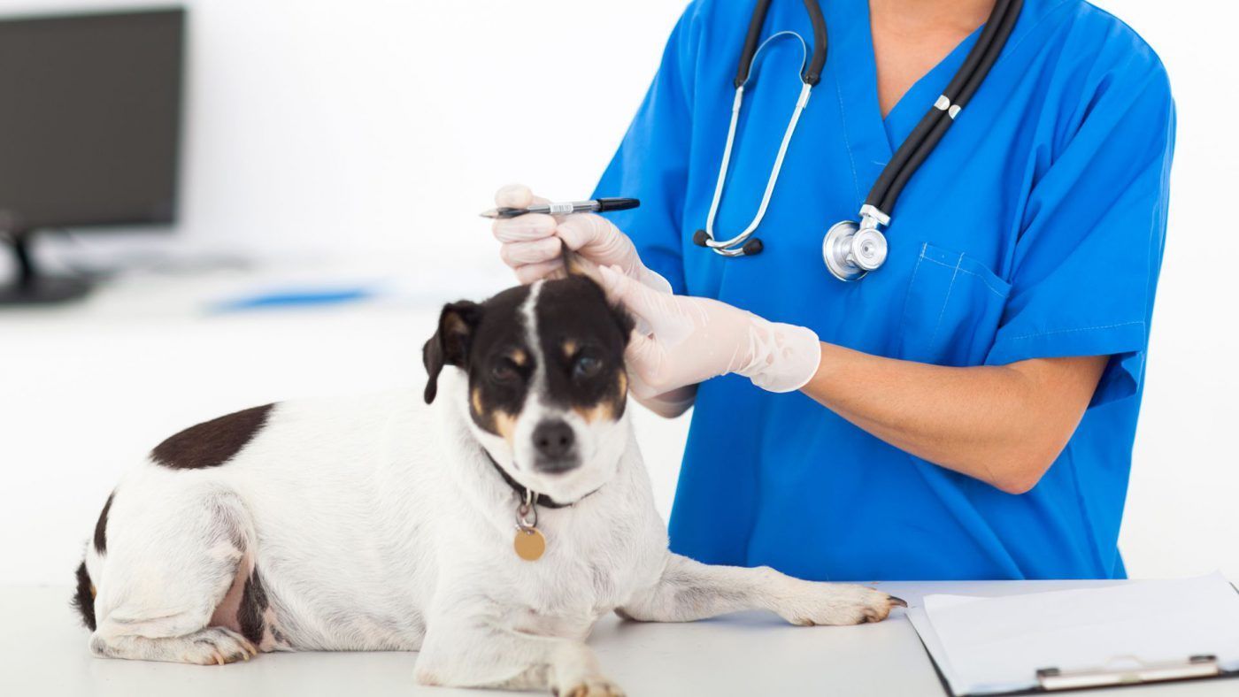 Veterinary Therapeutics Market Size, Global Forecast to 2028
