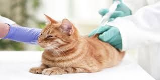 Veterinary Vaccine Market Share, Revenue and Growth Analysis