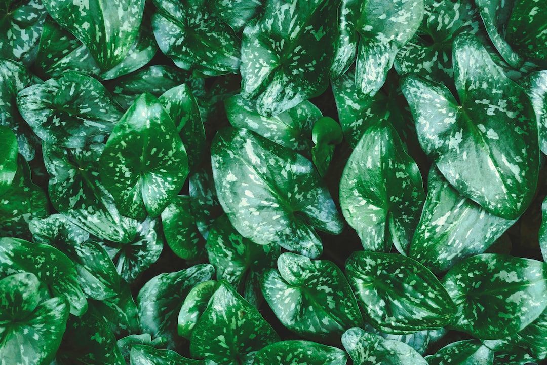 Global Hydroponics Market Analysis, Share, Trends, Demand, Size