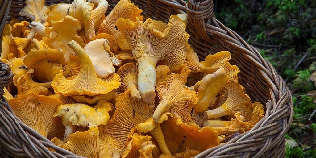 Eight Types of Mushrooms in India and Their Fitness Benefits
