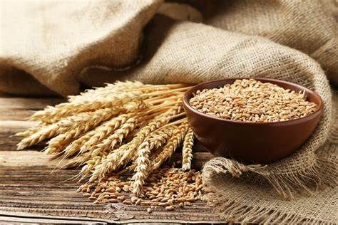 Wheat Protein Market: Global Industry Analysis