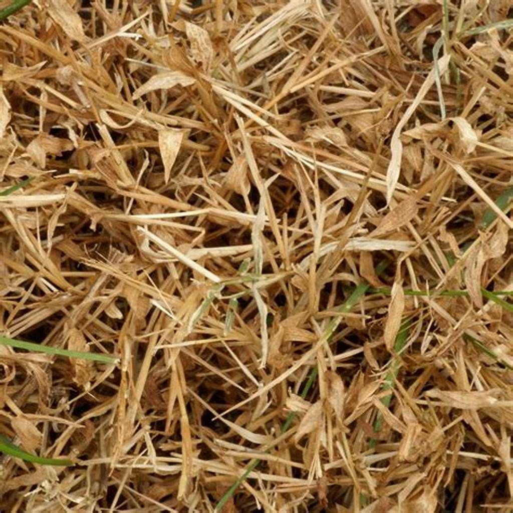 Wheat Straw Pulp Market Report 2021-2028