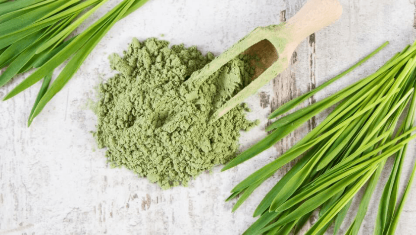 Wheatgrass Products Market Trends, Size & Forecast Report to 2028