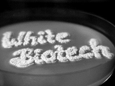 White Biotech Market 2022 Size, Dynamics, Forecast Report to 2028