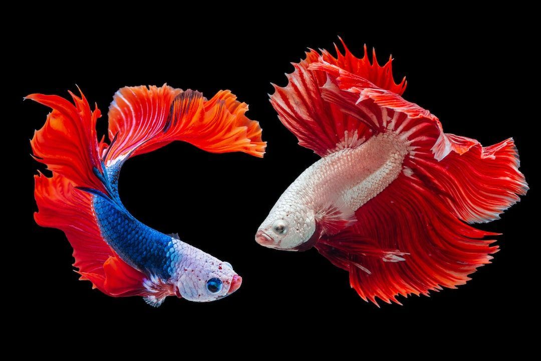 Can Two Female Betta Fish Live Together: Complete Guide